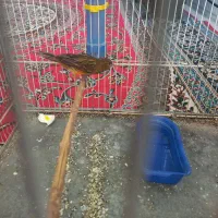 جوجه قناری|پرنده|کرمان, |دیوار