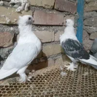 جفت ساتن|پرنده|تربت جام, حافظ|دیوار