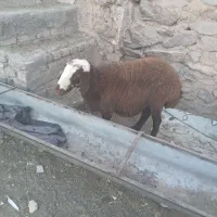 بره ماده پلنگی دوتاش سه ماه قوچ خورده