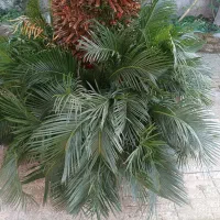 سیکاس جوان|گل و گیاه طبیعی|رشت, پارک شهر|دیوار