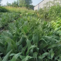 فروش نهال پالم وفونیکس|گل و گیاه طبیعی|آمل, |دیوار