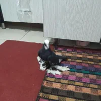 ابلاق نر۱۰۰۰۰۰۰