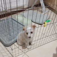 سگ پامر رایگان