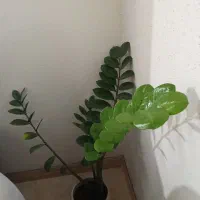 گل با گلدان گلهای شیک|گل و گیاه طبیعی|رشت, کوی قدس|دیوار