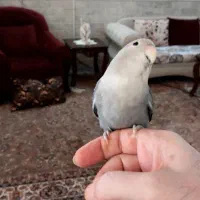 گم شده|پرنده|قم, هفت تیر|دیوار