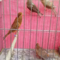 قناری|پرنده|شاهین‌شهر, اقبال لاهوری|دیوار