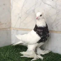 کبوتر