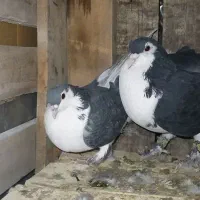 شیرازی نرماده