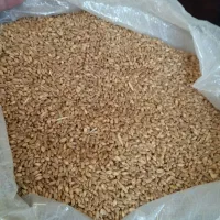 گندم ساجی