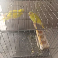 مرغ عشق|پرنده|لامرد, |دیوار