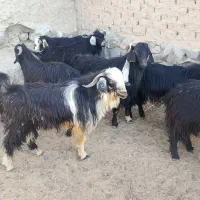 پاچن .بز.تروشت گوسفند بار جدید