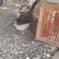 معاوضه غاز وکبوتر با...|حیوانات مزرعه|کرمان, |دیوار