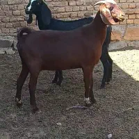 ۵عدد بز جوان شیری