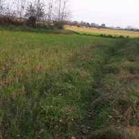 فروش-زمین-زراعتی