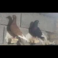 فروش ،قهره سیاه و سرخ