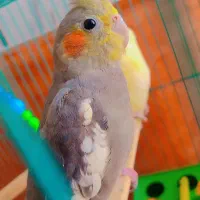 عروس هلندی مهران|پرنده|مهران (ایلام), |دیوار