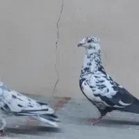 رنگی و پلاکی