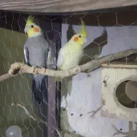 یک جفت عروسی هلندی کارداده زنگ بزنید
