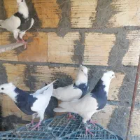 کبوتر طوقی. نر ماده