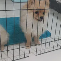 توله پامرانی