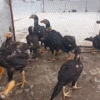 مرغ وخروس لاری