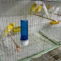 پرنده. قناری رسمی بلند و معمولی|پرنده|رفسنجان, |دیوار