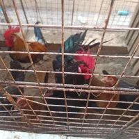 خروس محلی اصل|حیوانات مزرعه|اهرم, |دیوار