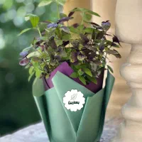 گلدون ریحون ارگانیک