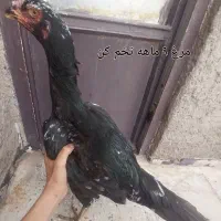 لاری|حیوانات مزرعه|قزوین, |دیوار