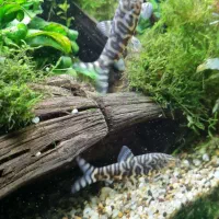 ماهی آکواریوم لوچ و ردلاین|ماهی|اصفهان, گرکان|دیوار