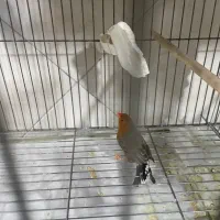 جفت فول اورنج روی تخم|پرنده|تهران, نعمتآباد|دیوار