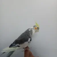 عروس هلندی نر