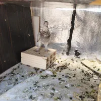 کفتر درجه یک
