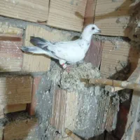 کبوتر|پرنده|آشخانه, |دیوار