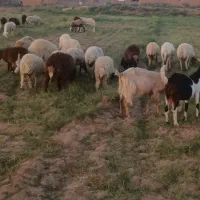 گوسفند بره بز بزغاله فروشی
