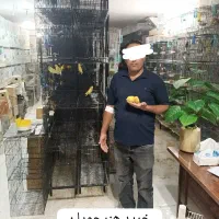 قفس بزرگ طوطی قناری کوتوله گرینچیک هشتخوان باپایه|لوازم جانبی حیوانات|مشهد, راه آهن|دیوار