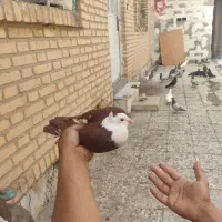 تعدادی کبوتر کمشده در ملاثانی