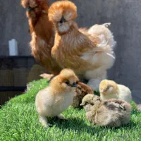 جوجه ابریشمی اصیل ازمولدین وارداتی در رنگهای مختلف