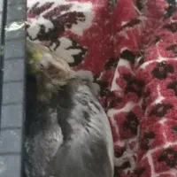 جوجه عروس هلندی