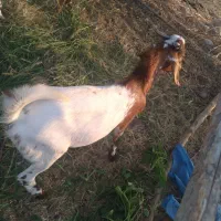 نری|حیوانات مزرعه|توکهور, |دیوار