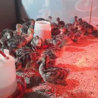 جوجه بوقلمون یک روز تا یک ماهه