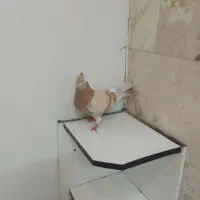 کبوتر زرد|پرنده|محلات, |دیوار