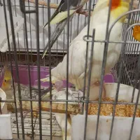 عروس هلندی|پرنده|محمدشهر, شهرک پیام (مهرالبرز)|دیوار