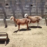 دومیش چینی