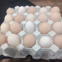 تخم مرغ نطفه دار|حیوانات مزرعه|ماهدشت, |دیوار