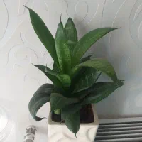 گل و گیاه اپارتمانی|گل و گیاه طبیعی|کرج, کوی کارمندان شمالی|دیوار