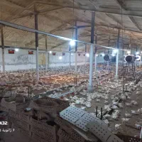 فروش فوری مرغداری گوشتی/زیر قیمت به مدت محدود