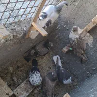 ۶تاصیدپرشی همه نر
