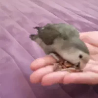 کوتوله وایت فیس|پرنده|مشهد, کوشش|دیوار