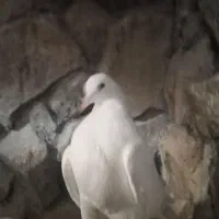 کبوتر دم چتری|پرنده|سمنان, |دیوار